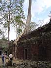 Ta Prohm - Jungle - koeny